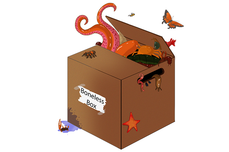 An image of a box containing all kinds of invertebrates that fit into the main groups